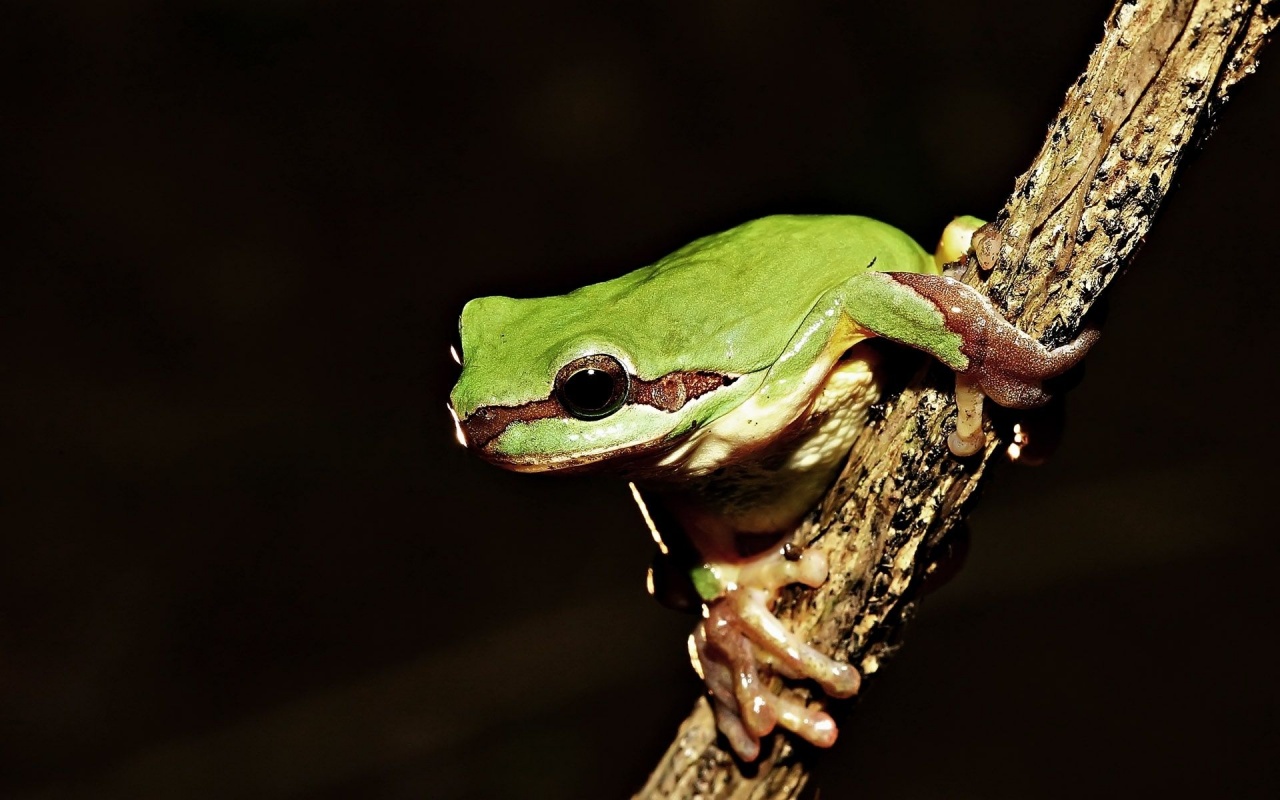 Frog On Tree