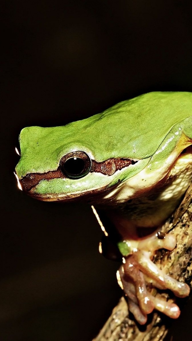 Frog On Tree