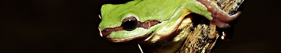 Frog On Tree