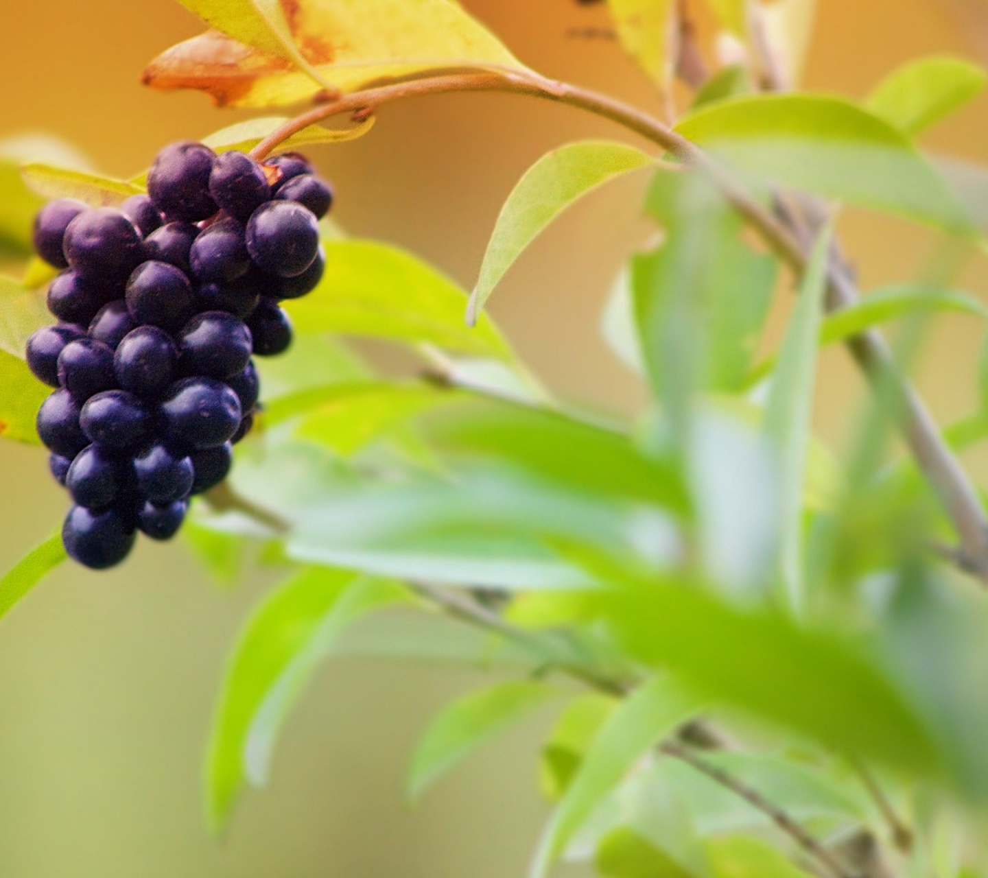 Fruits Food Grapes