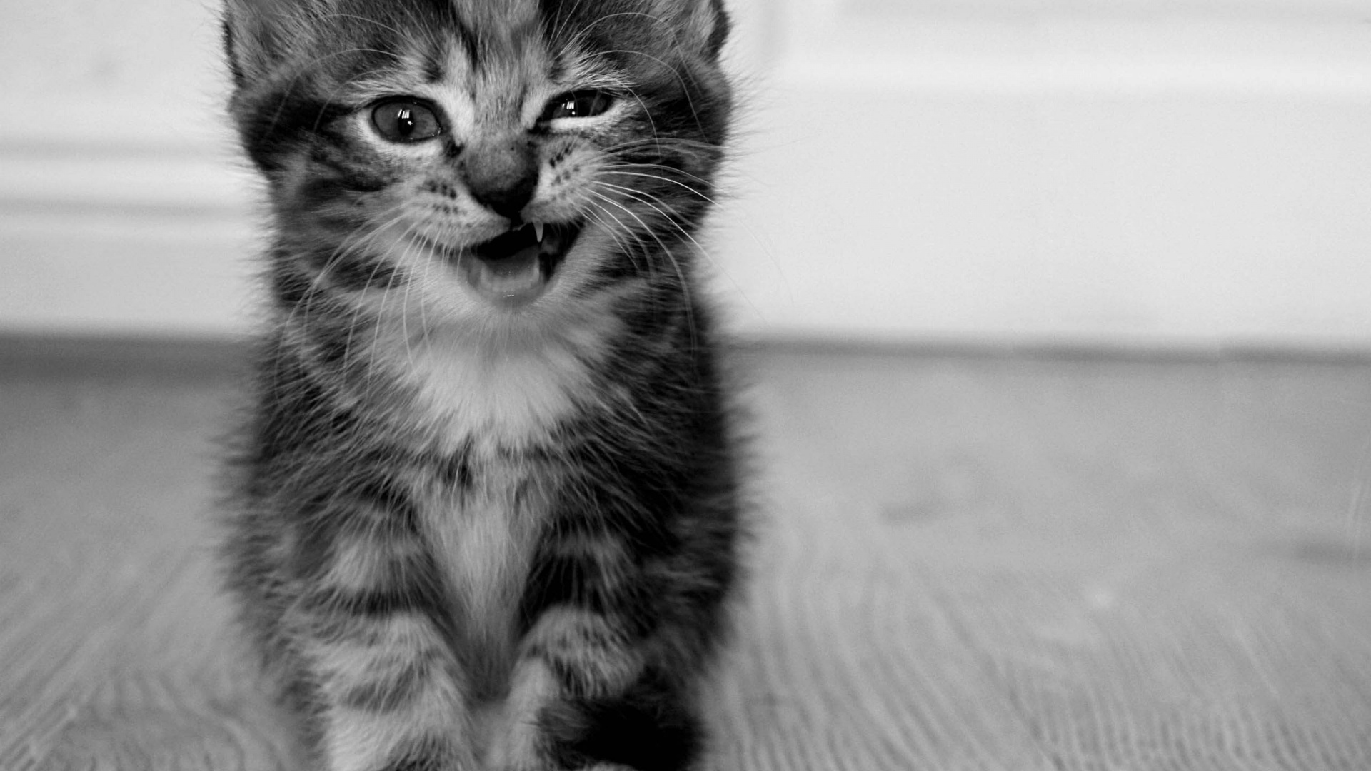 Funny Kitten