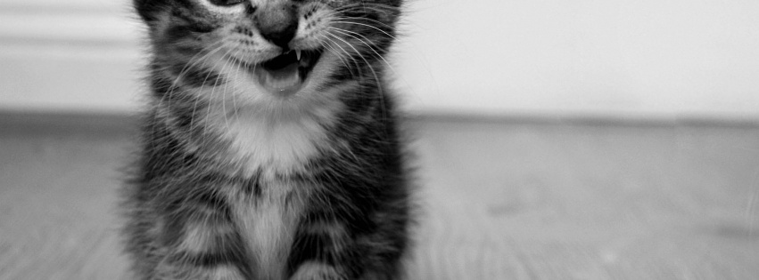 Funny Kitten