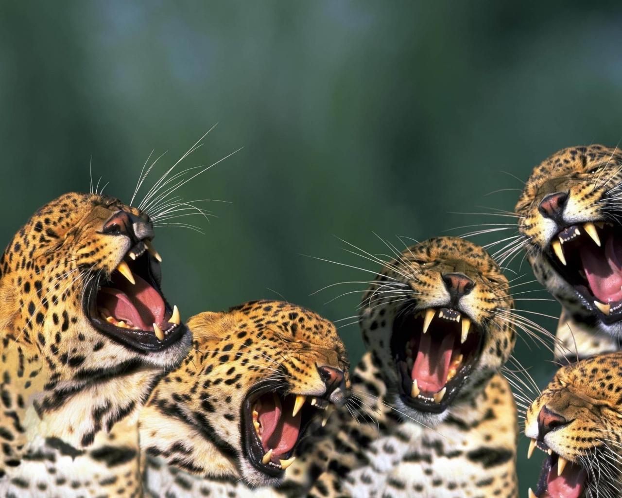 Funny Leopards