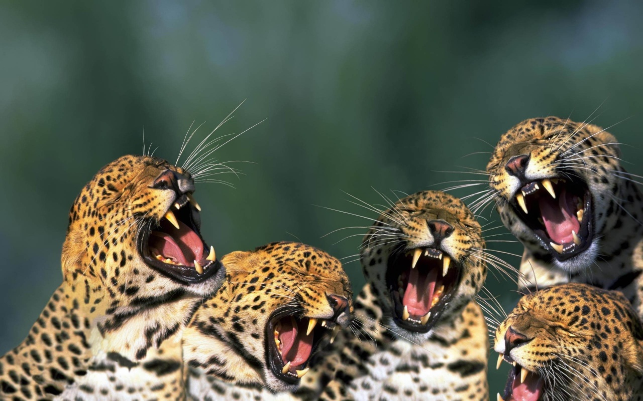 Funny Leopards