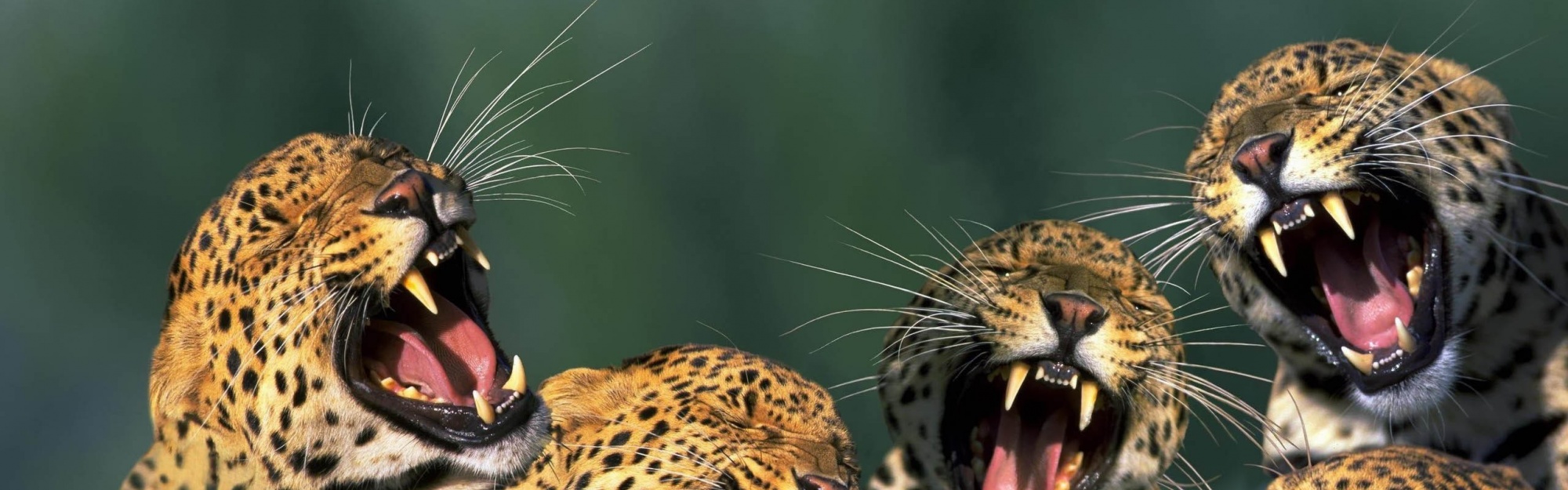 Funny Leopards