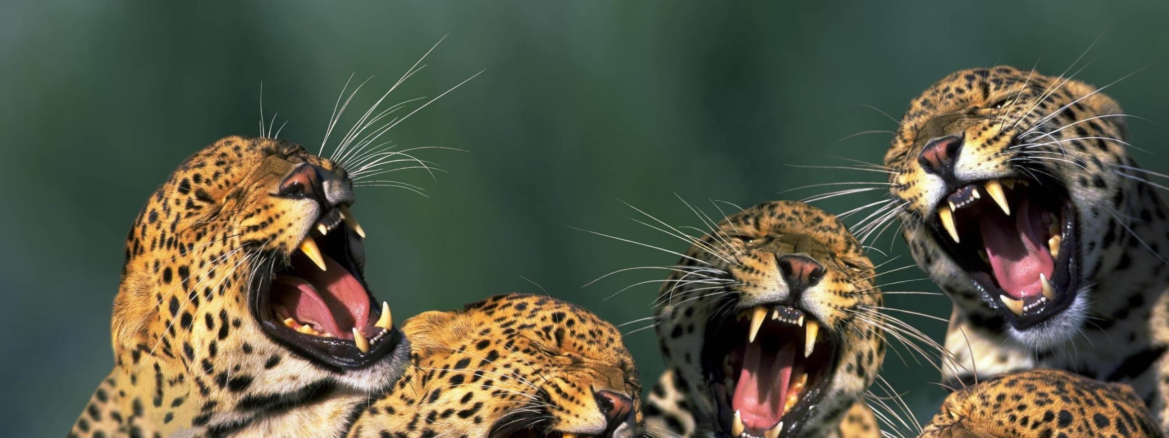 Funny Leopards