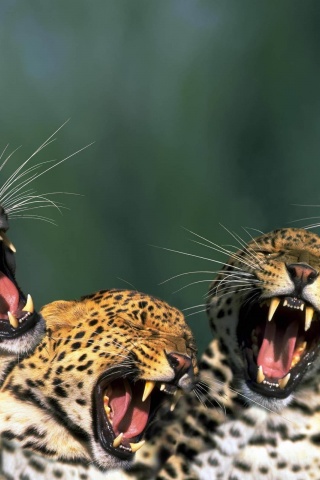 Funny Leopards