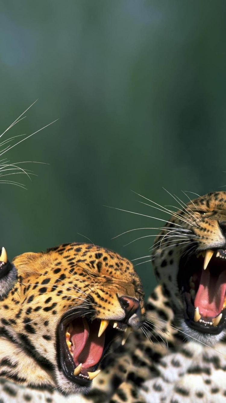 Funny Leopards