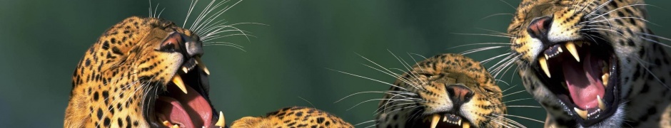 Funny Leopards