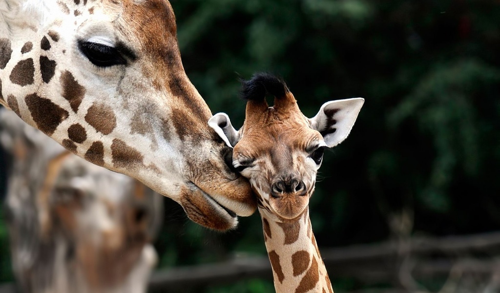 Giraffe Love