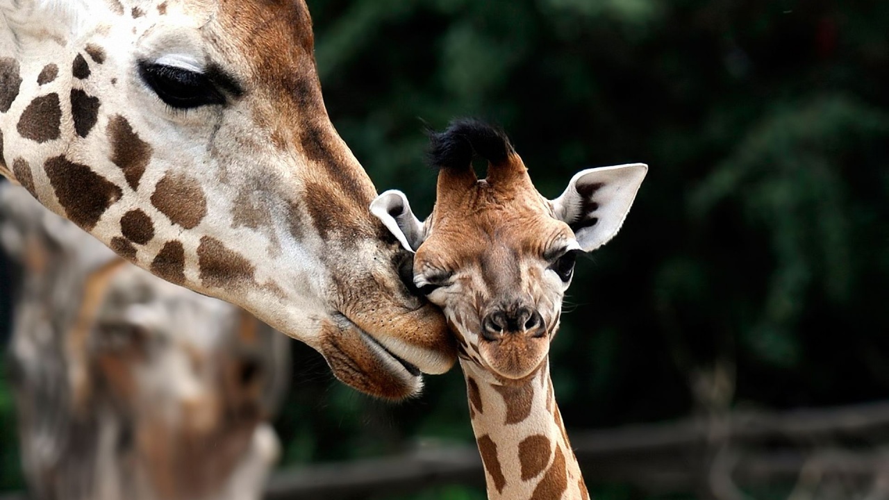 Giraffe Love