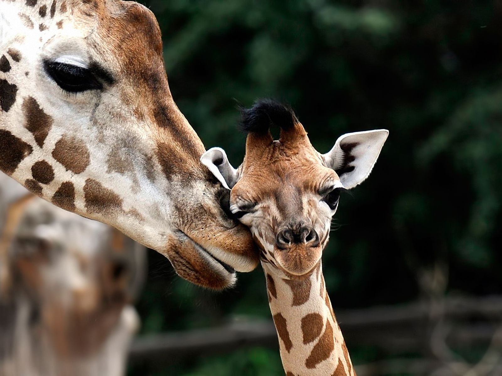 Giraffe Love