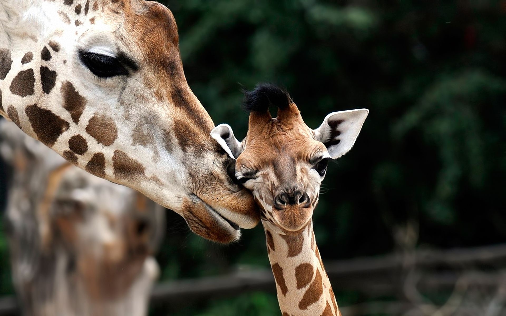 Giraffe Love