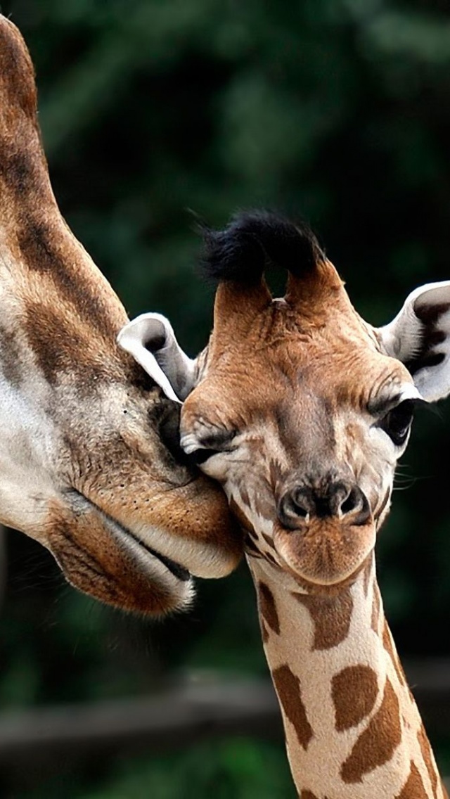 Giraffe Love