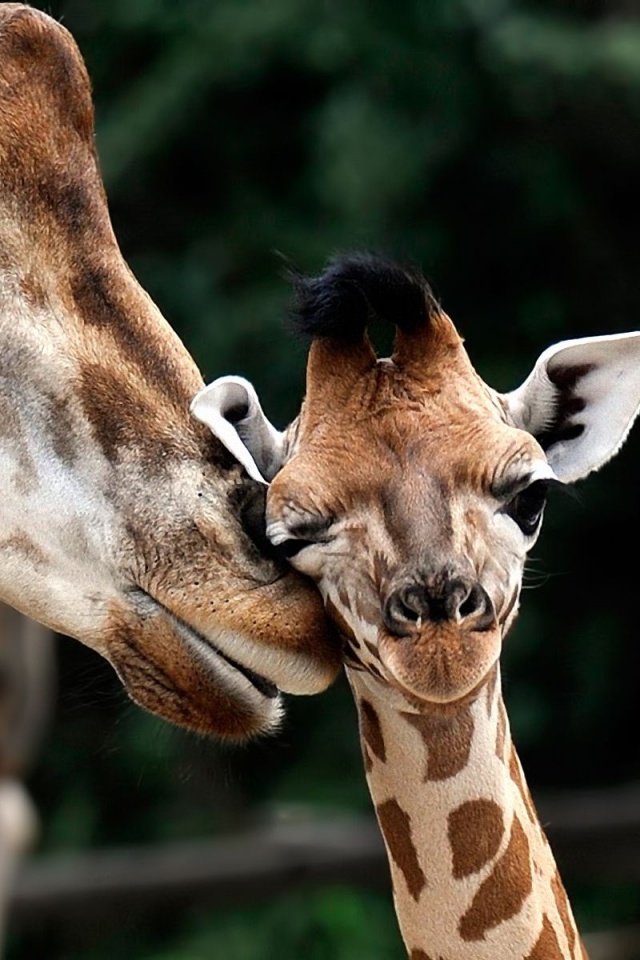 Giraffe Love