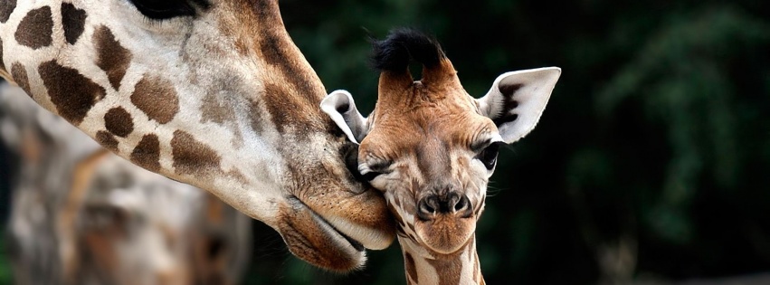 Giraffe Love