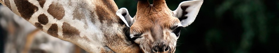 Giraffe Love