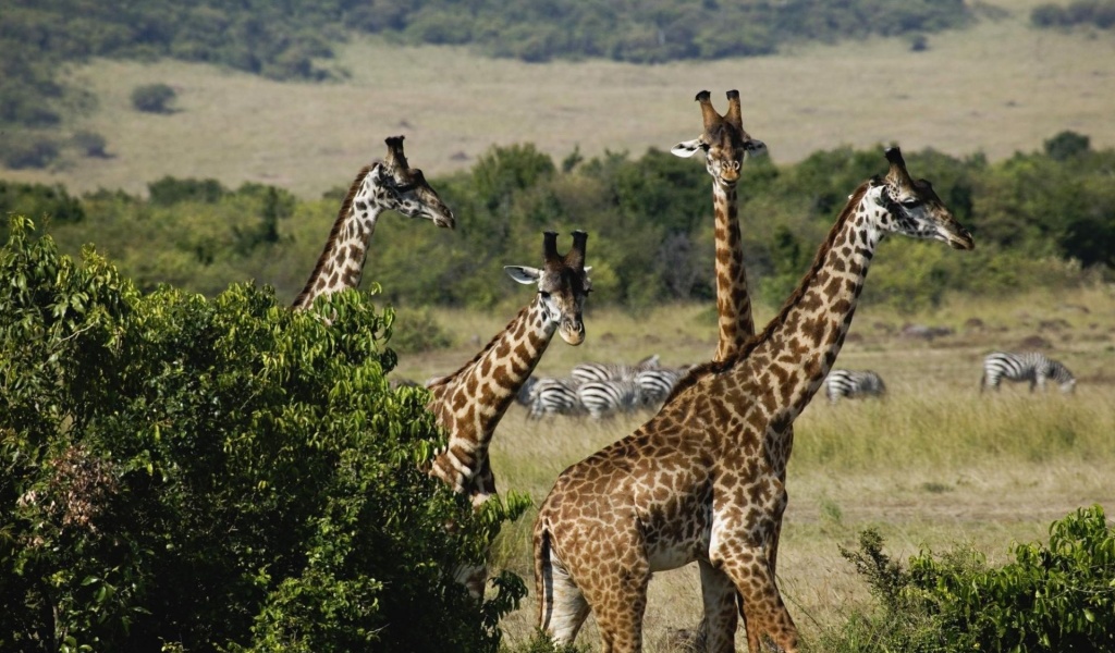 Giraffe Trio