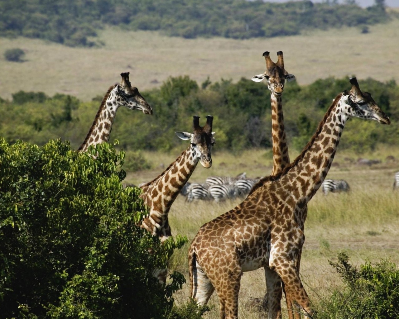 Giraffe Trio