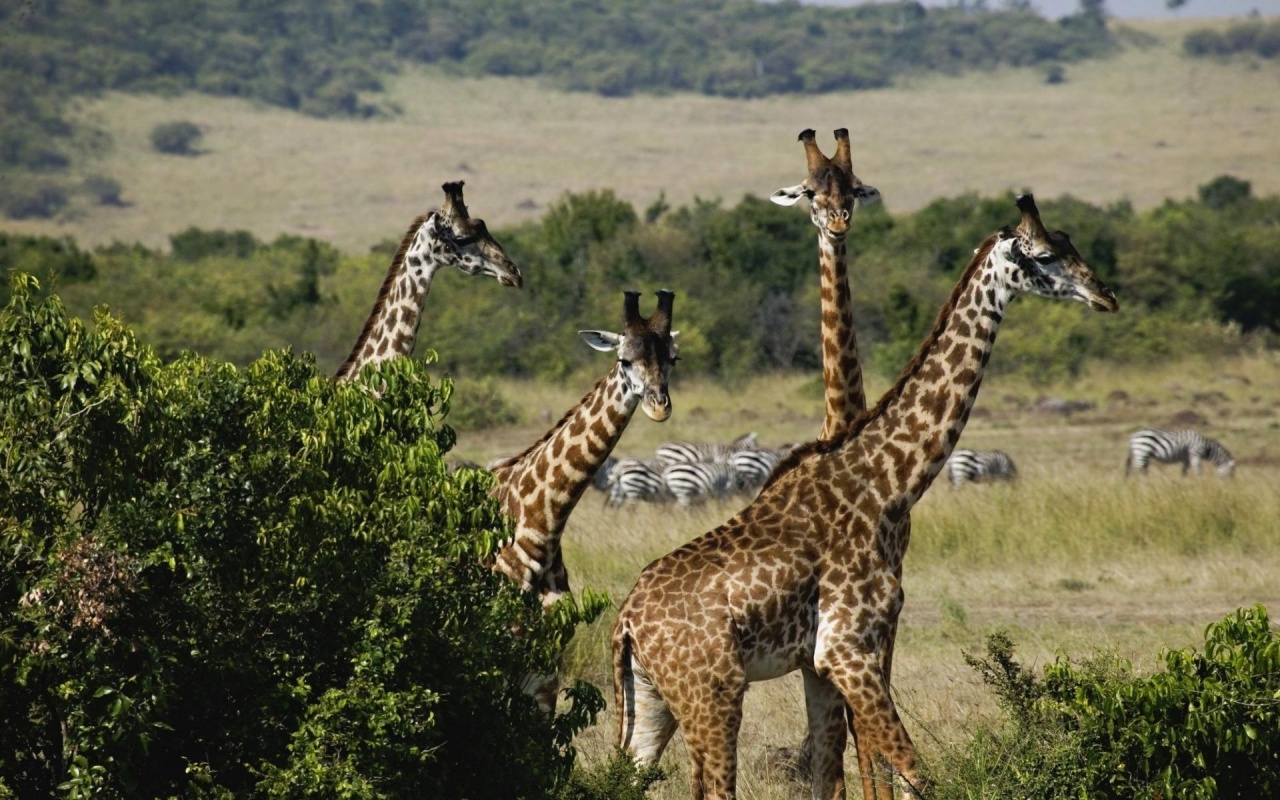 Giraffe Trio