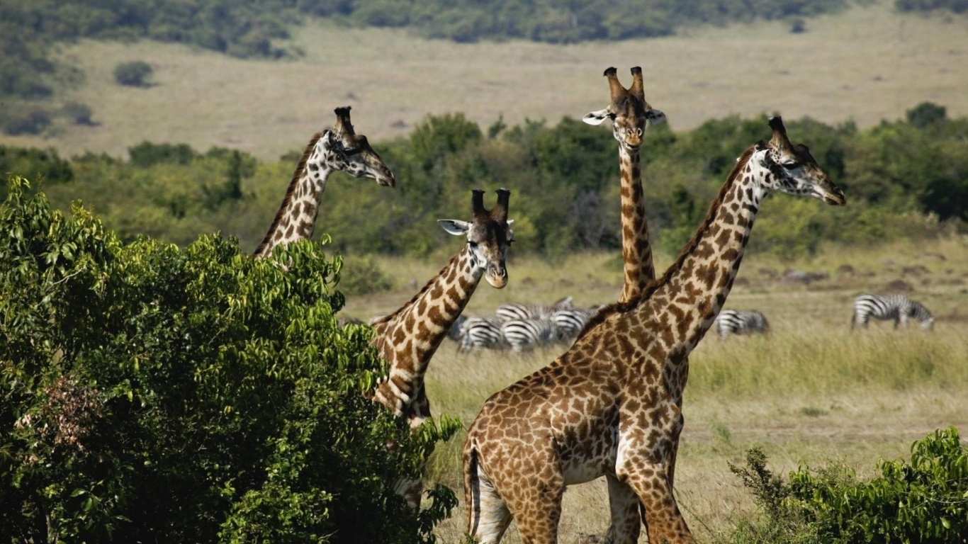 Giraffe Trio