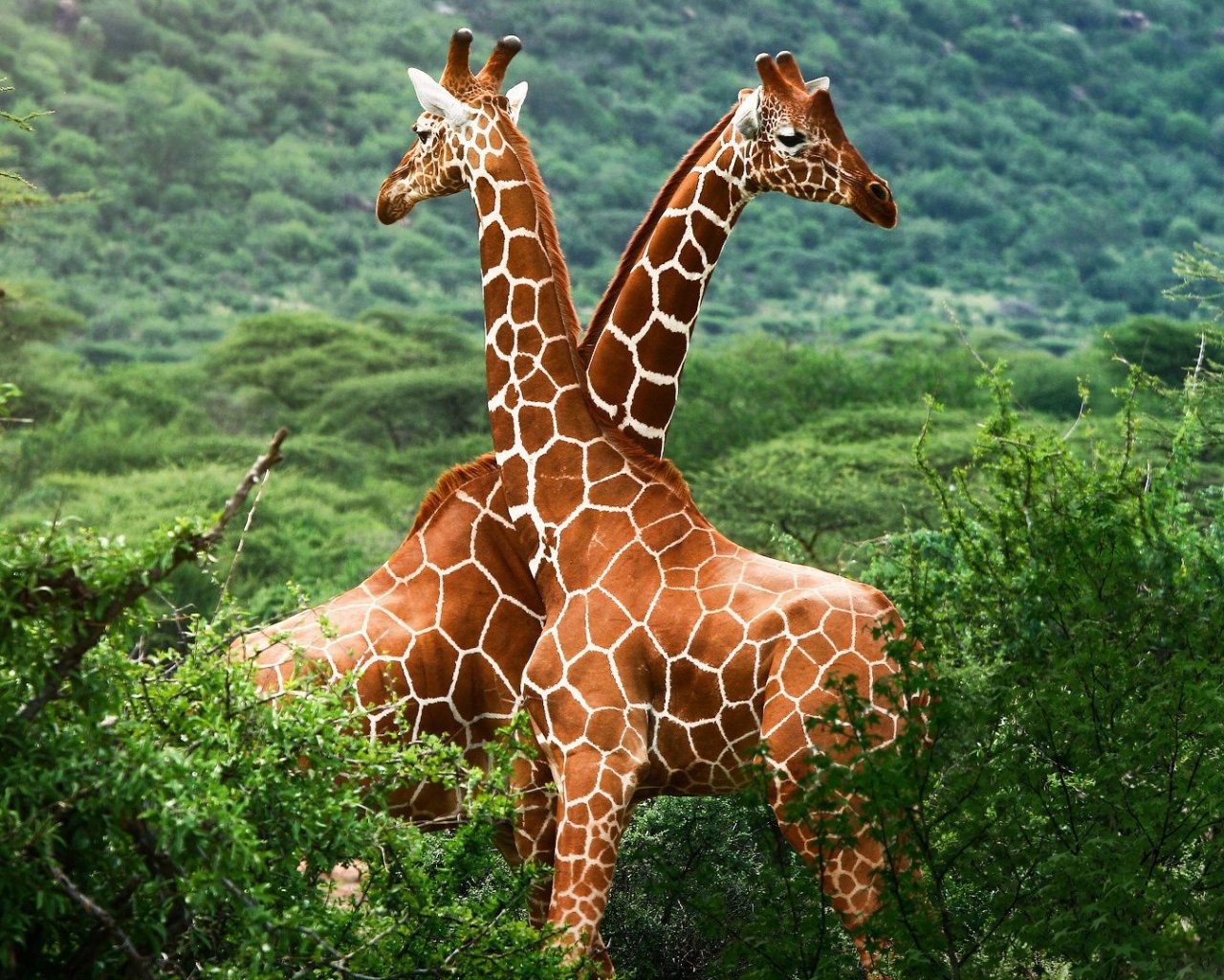 Giraffes Africa National Nature Animals