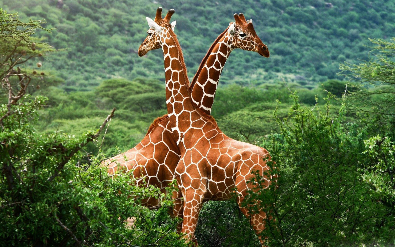 Giraffes Africa National Nature Animals