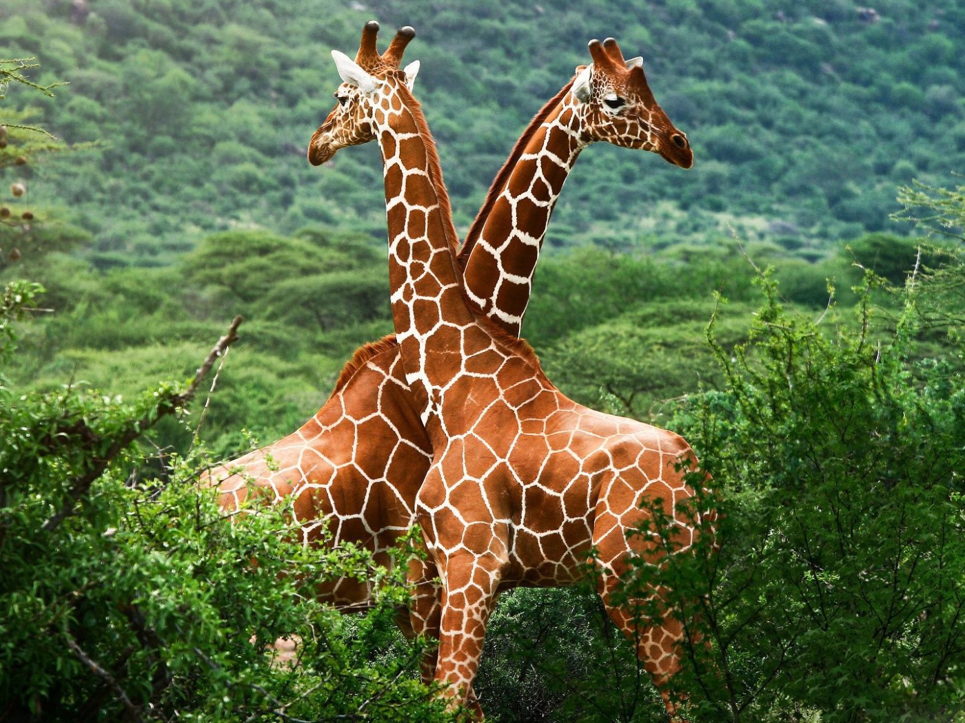 Giraffes Africa National Nature Animals