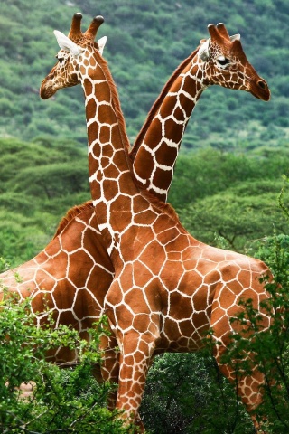 Giraffes Africa National Nature Animals