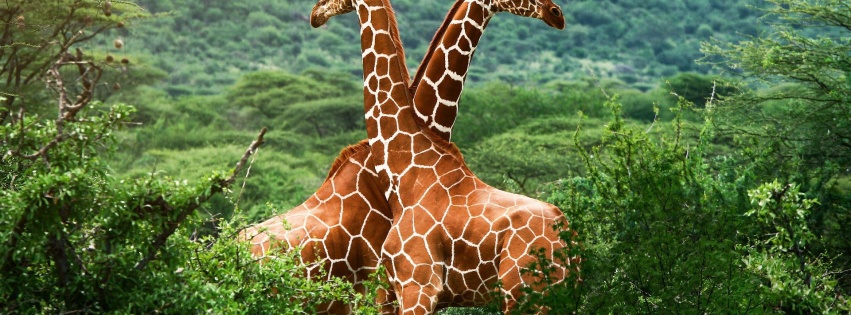 Giraffes Africa National Nature Animals