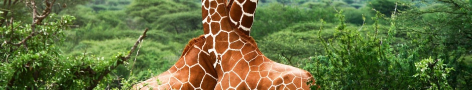 Giraffes Africa National Nature Animals