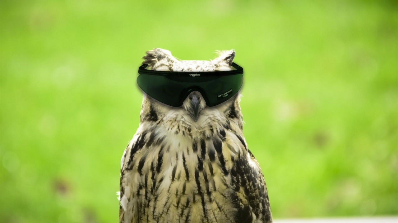 Glasses Funny Owls Photomanipulations