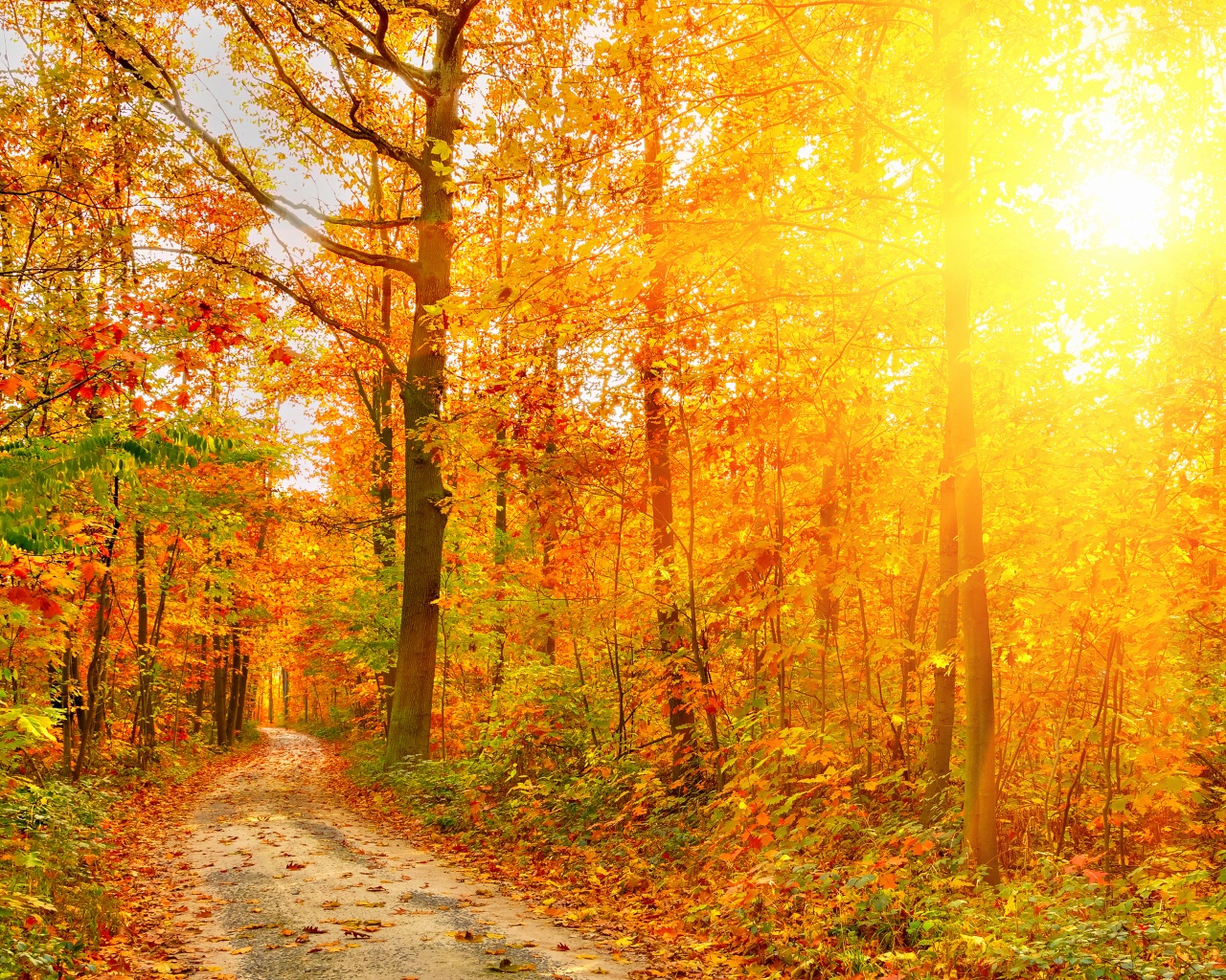 Golden Autumn Sunlight And Road