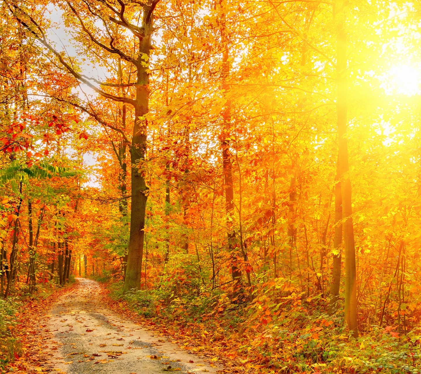 Golden Autumn Sunlight And Road