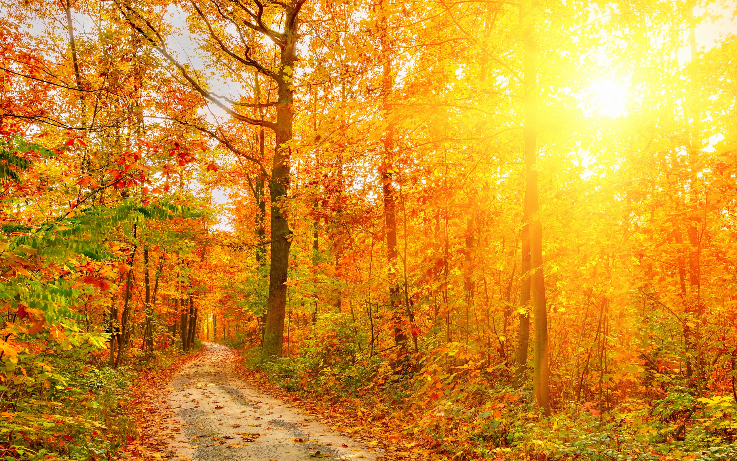 Golden Autumn Sunlight And Road