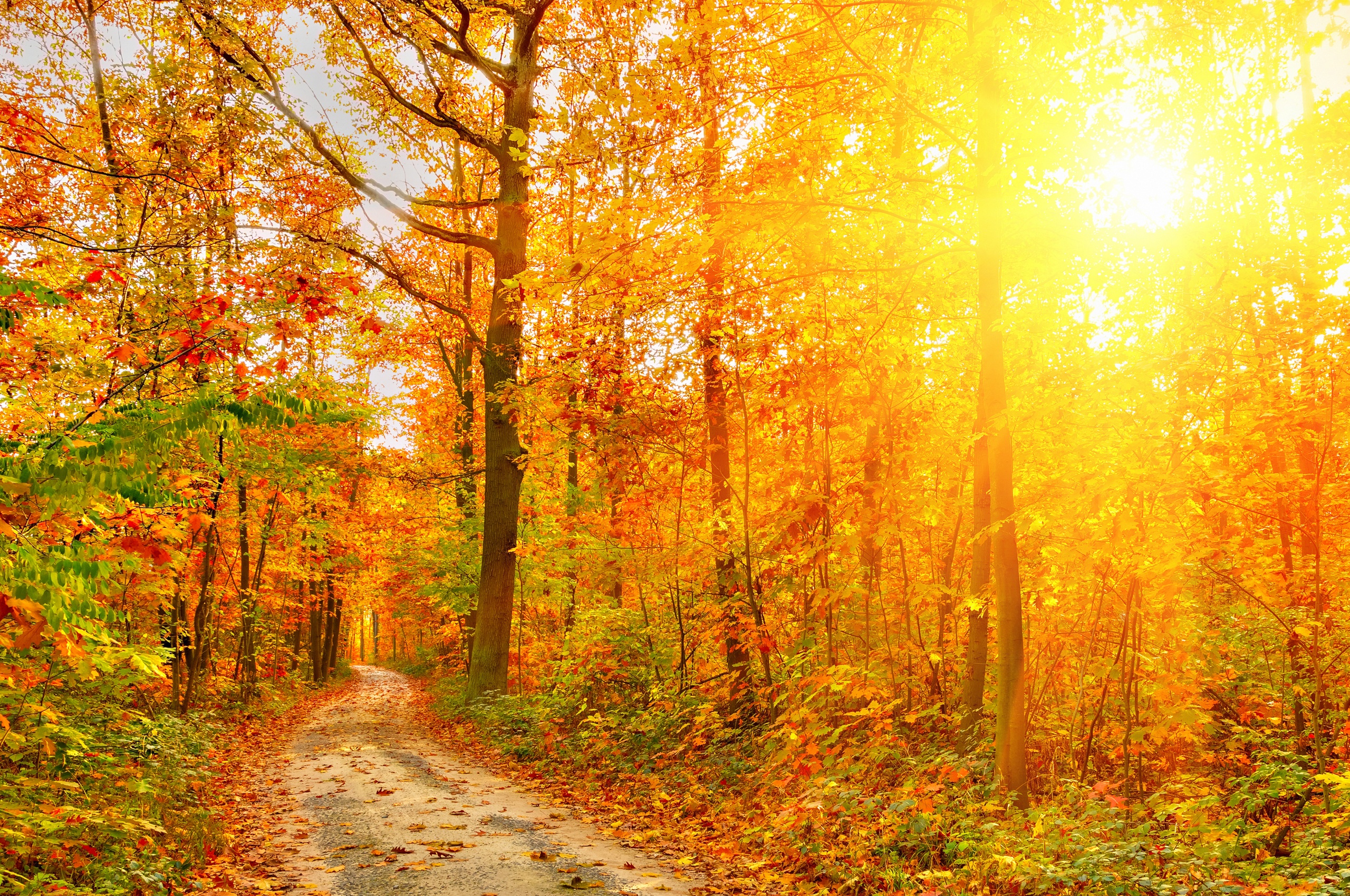 Golden Autumn Sunlight And Road