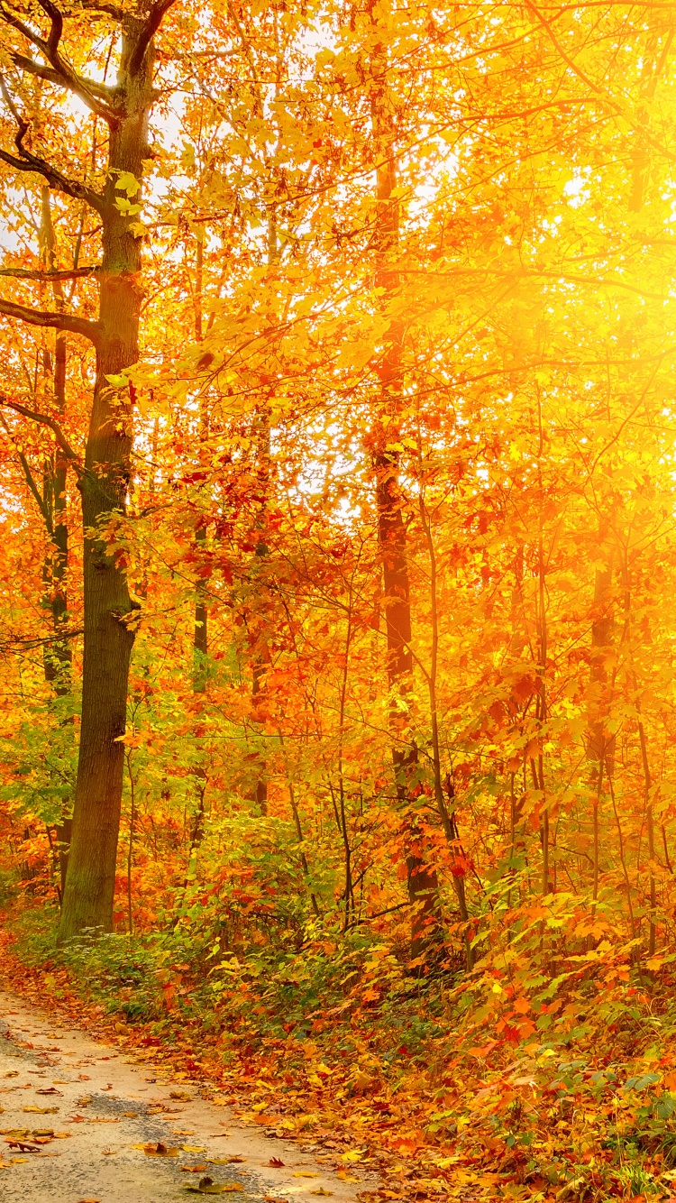 Golden Autumn Sunlight And Road