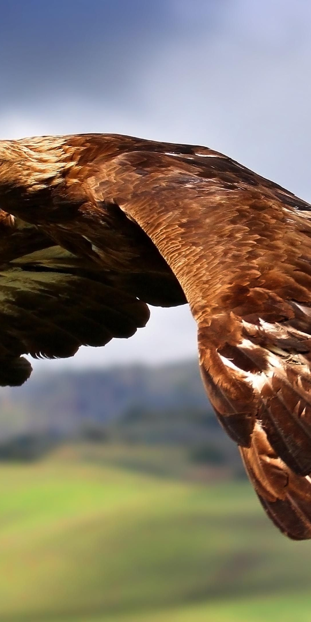 Golden Eagle In Flight