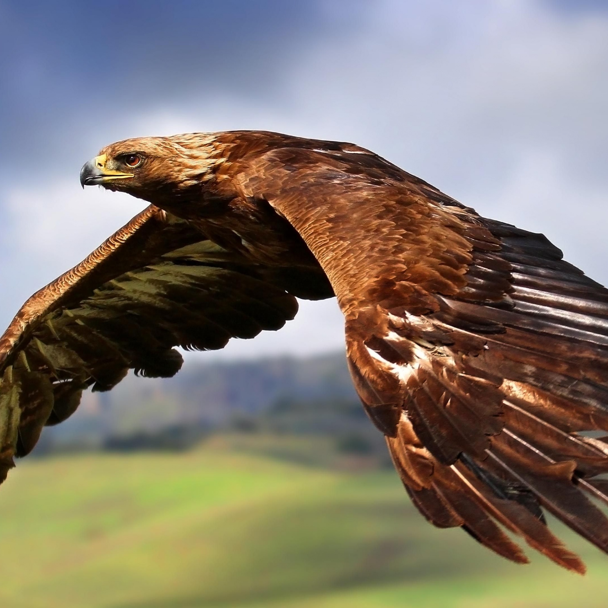 Golden Eagle In Flight