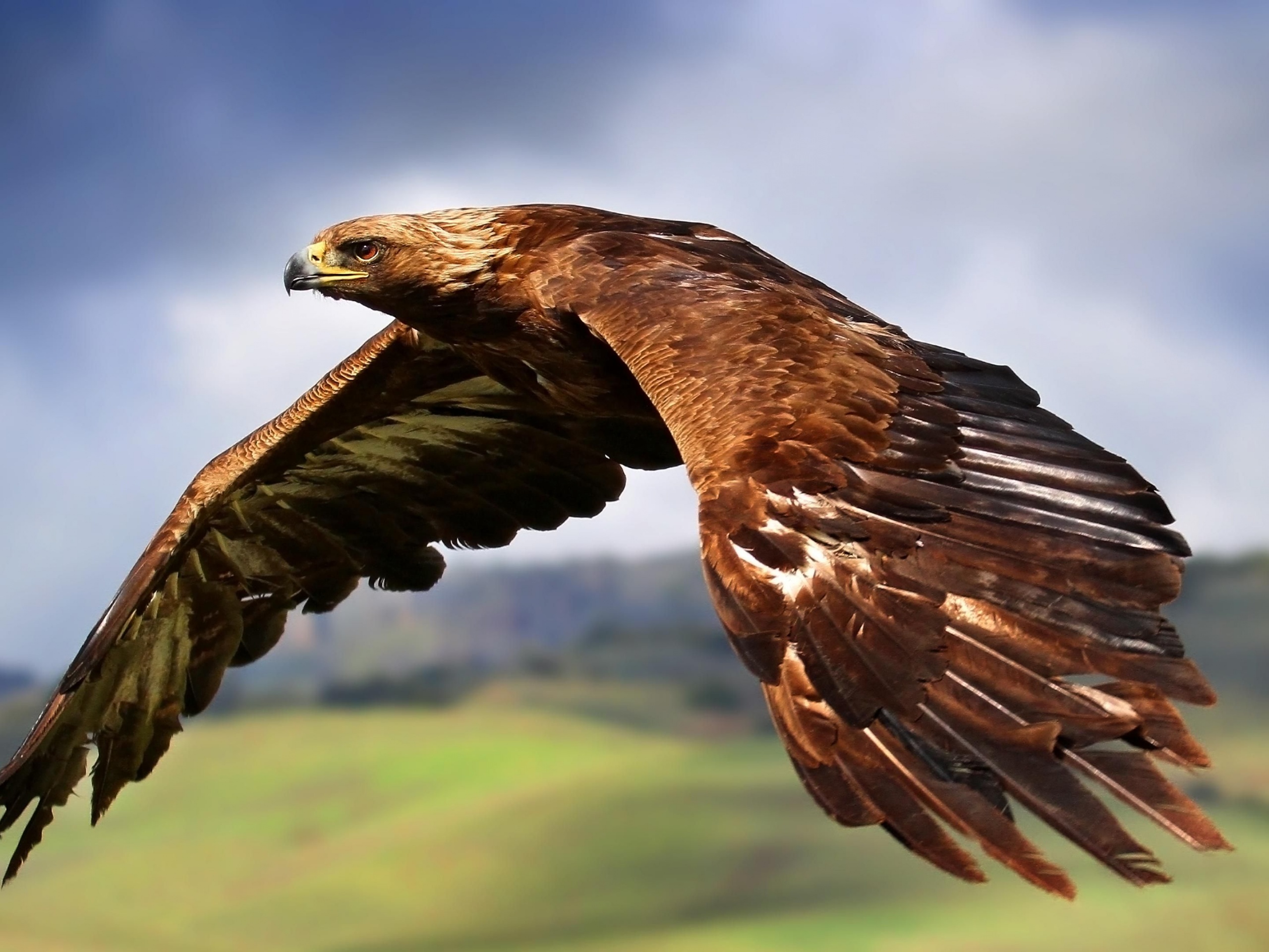 Golden Eagle In Flight