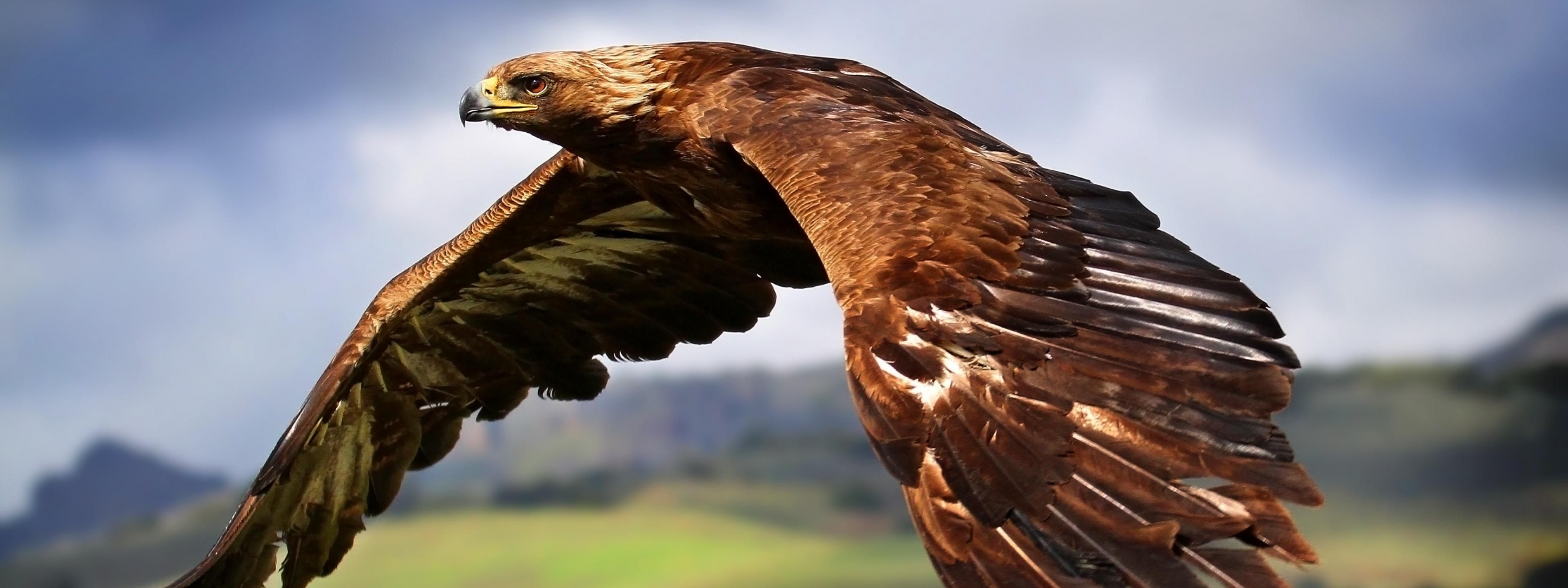 Golden Eagle In Flight