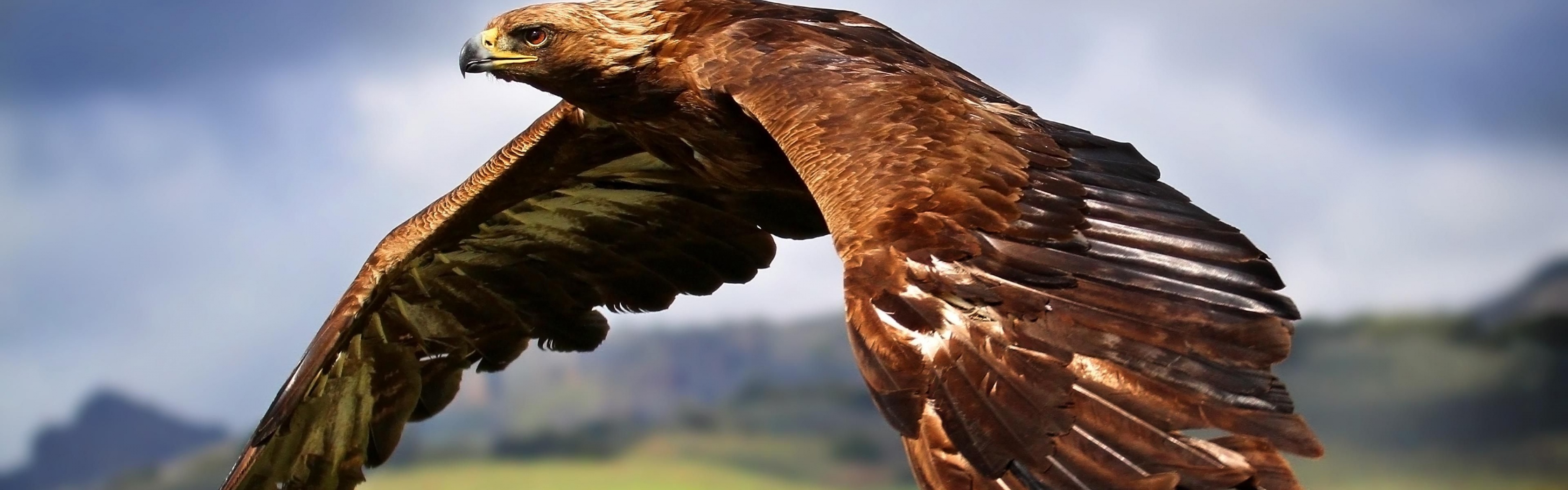 Golden Eagle In Flight