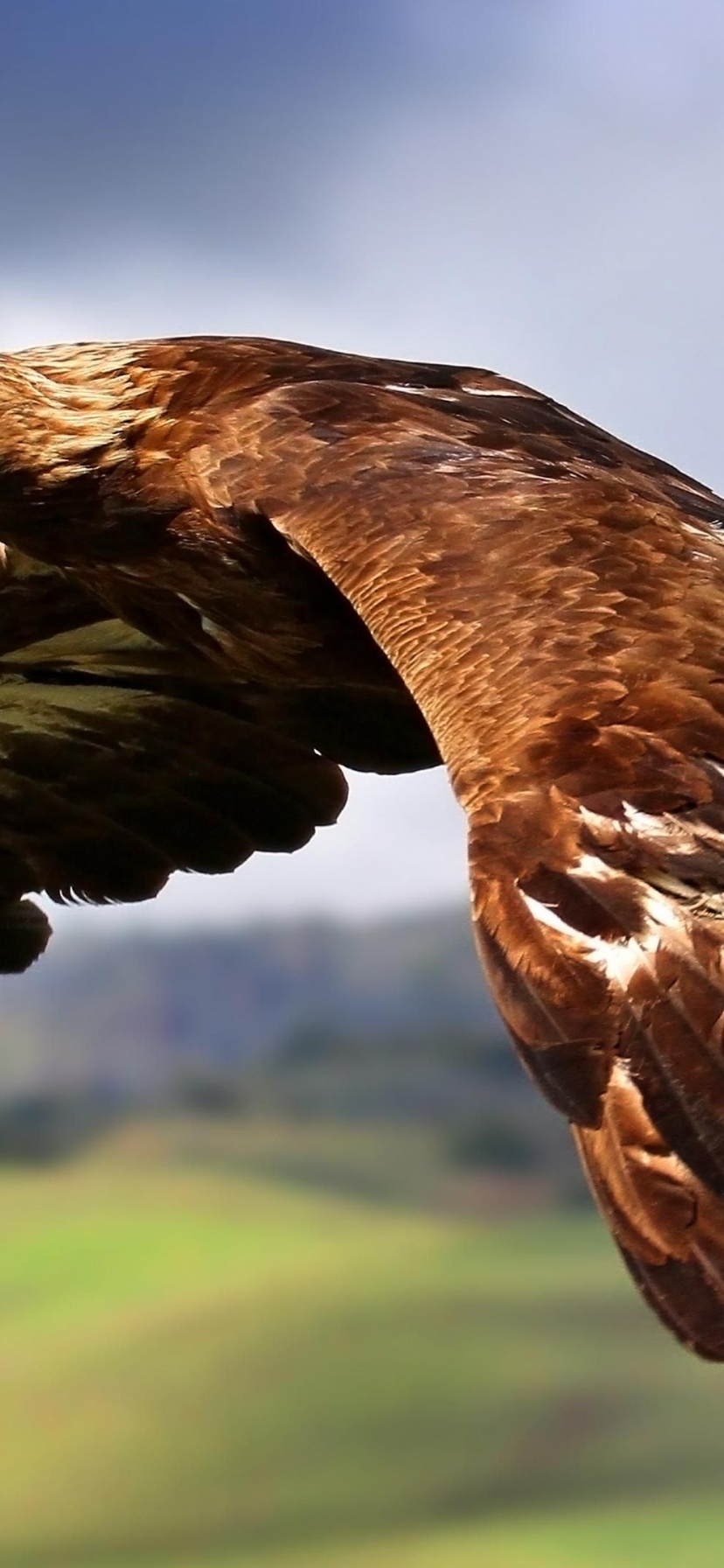 Golden Eagle In Flight