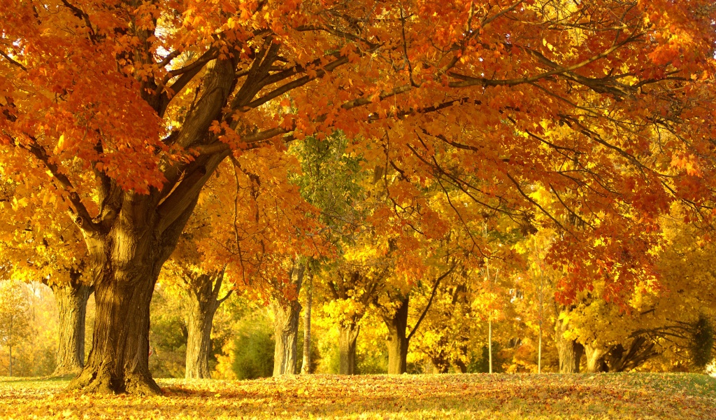 Golden Tree In Autumn