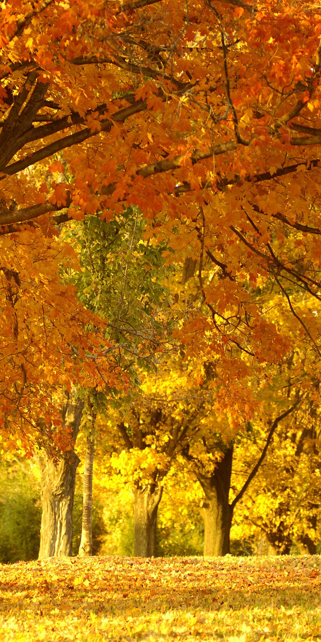 Golden Tree In Autumn