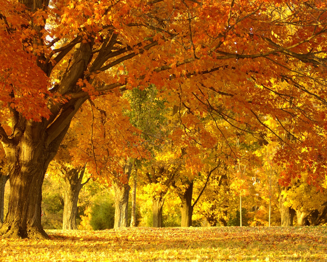 Golden Tree In Autumn