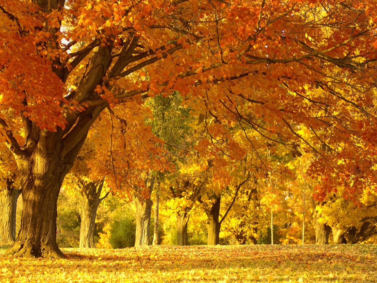 Golden Tree In Autumn