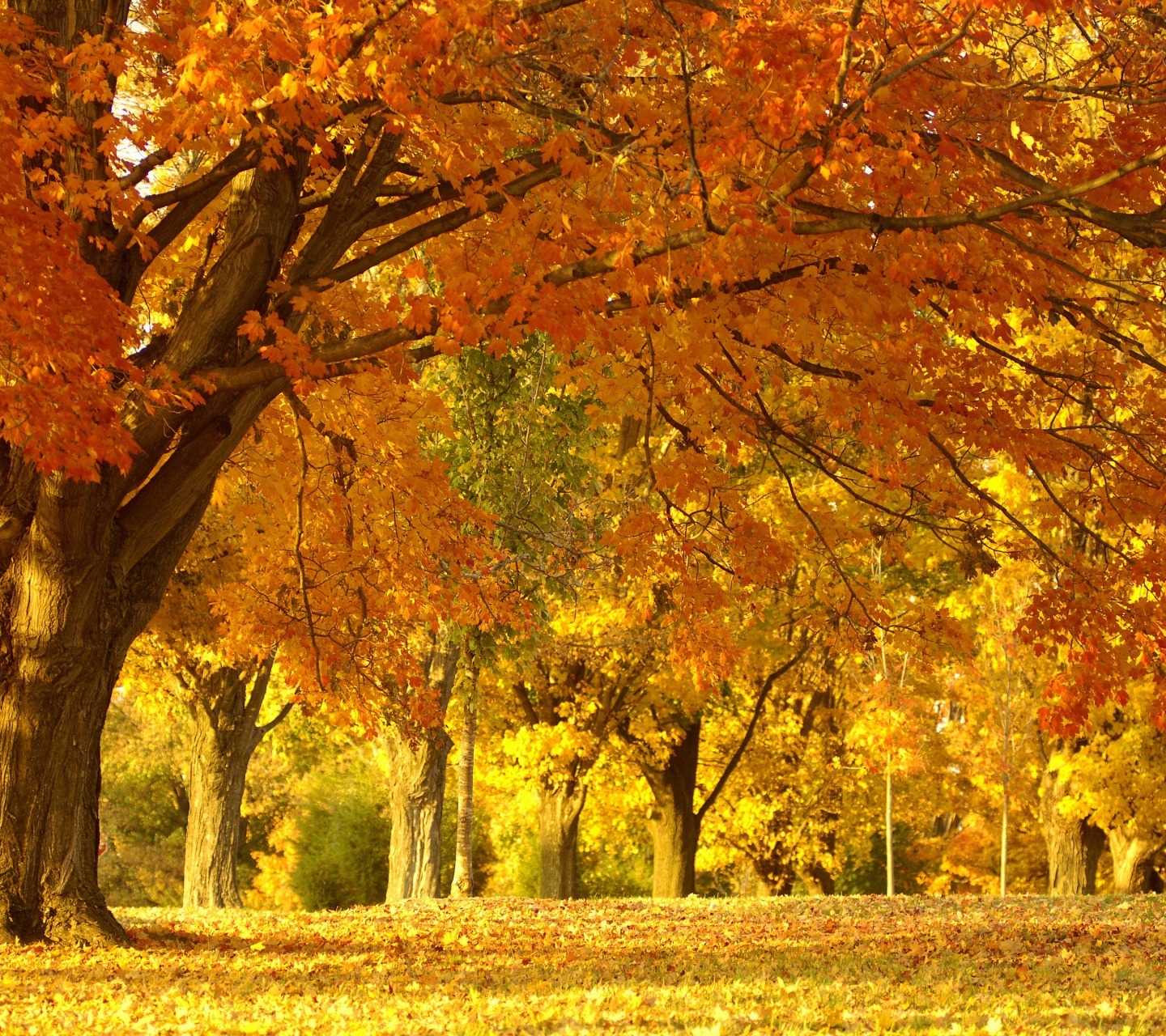 Golden Tree In Autumn