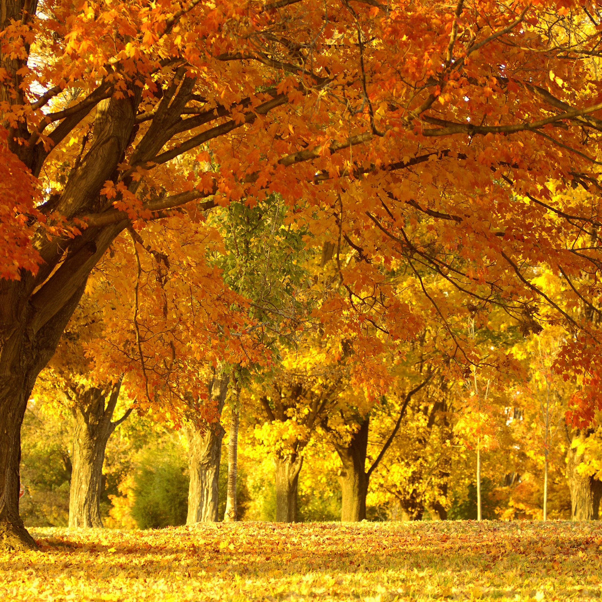 Golden Tree In Autumn