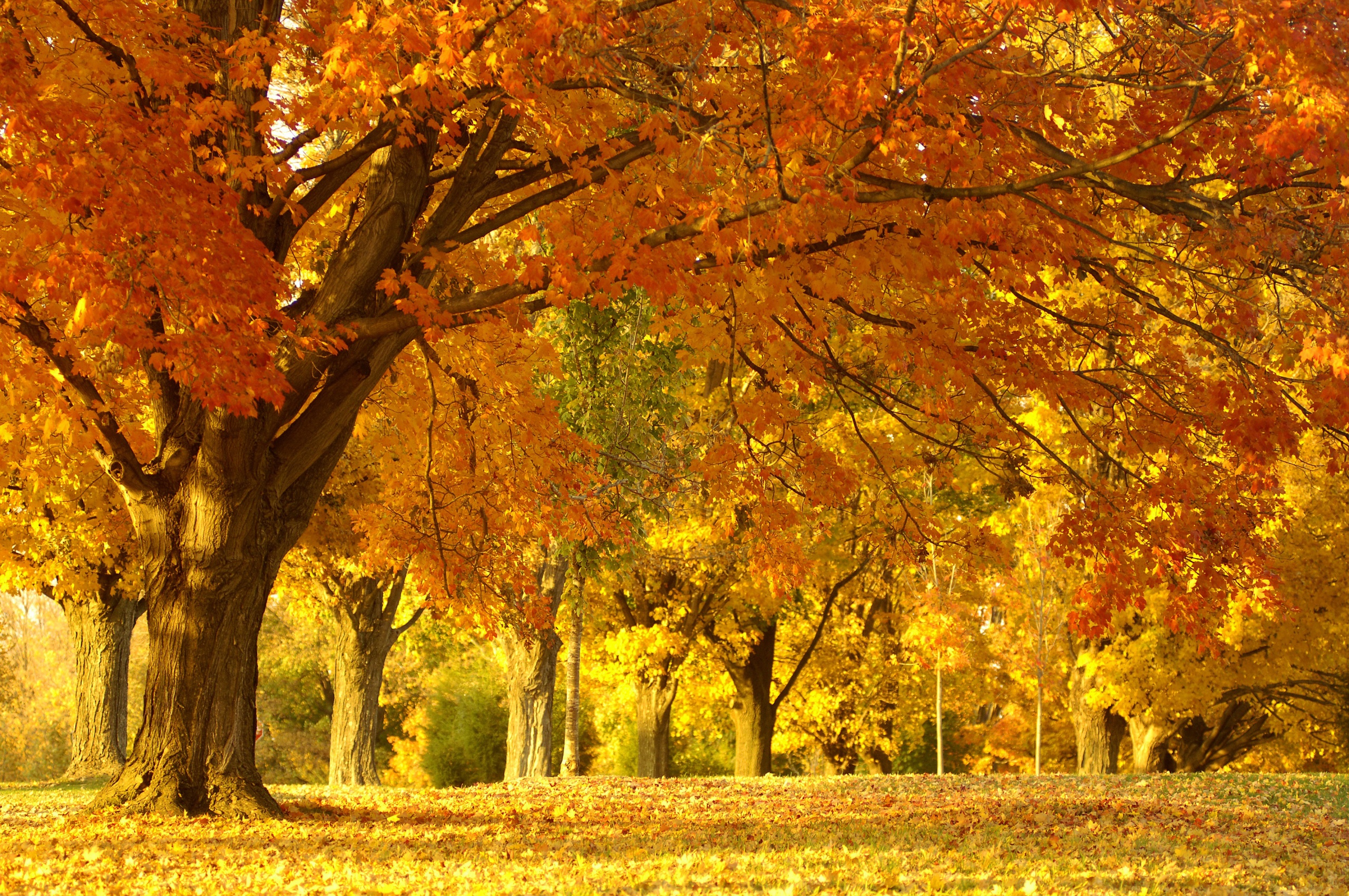 Golden Tree In Autumn